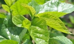 <b>֣���°���ֲɣ�� ɣҶι���۸񷭱�</b>