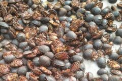 <b>С��Ԫ������Ч�棬��ѧ��������ֳ��Ԫ����������</b>