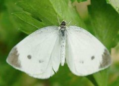 <b>�������溦�˷۵��ķ��η���</b>