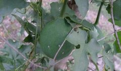 <b>��¥�Ĳ��ַ����͹�������</b>