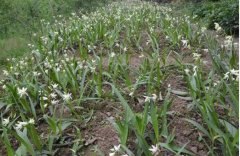 <b>⨺�����������ɳ�Ρ���ĸ���Ĵ���Ϫ��չ��ҩ����ֲ����Ǯ����</b>