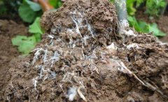 <b>���ΰ׾��������Ч����?</b>