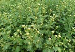 <b>ҩ�þջ���ֲ��������Ҫ��</b>