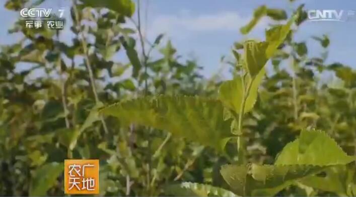 <b>[ũ�����]������ɳĮ����ֲɳ��ɣΪ������׬ǧ��!</b>