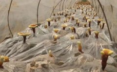 <b>[¢����]��������֥һĶ����8��Ԫ,��ũ����¸��ɲ�!</b>