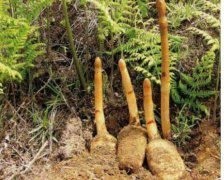 ������Ұ����ֲ����?���·�Ұ���������ֲ����