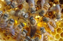 <b>�з���ֳͶ���١���Ч��,������5000Ԫ</b>