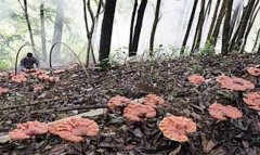 <b>��Ұ����ֲ��֥,��������Ǯ����</b>