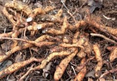 <b>��ֲҰɽҩ׬Ǯ��һ�ֵص�Ұɽҩ����׬��ǧԪ!</b>