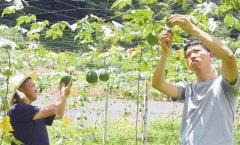 ������ֲ��ȡ����Ĥ����+����ֳ���ķ���,Ķ������4000Ԫ!