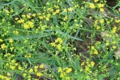 ����ʺ���Щ������ֲ?ʲô�������?