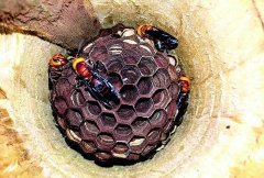 <b>������ֳ�ɱ�������ߣ�������Ҳ��׬��Ǯ!</b>