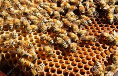 �����Ͷ�ʳɱ��Ƕ���?�����Ƕ���?��ֳǰ���ò���?