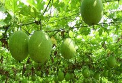 <b>�����ֹ��������߲���</b>