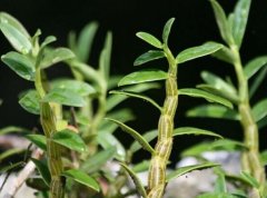 <b>һ���ֲ�������ʯ��������һ����ҵ!</b>