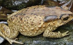 <b>2018�����׬Ǯ��:2018�����ֳǰ�����ɱ�����</b>