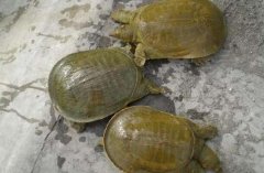 <b>�ɼ���������ȫԽ�������������ã�</b>