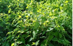 ��ֲ����׬Ǯ�����ϴ�����³�����롱�����ֲ�