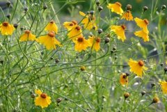 <b>ѩ����ֲЧ��ߣ�һĶ����һ��Ԫ!</b>