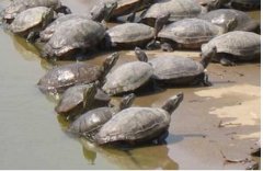 <b>һĶ����������ֻ�����?</b>