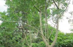 <b>��ľ��ֲ�����ߡ�Ч���,��ũ���¸���</b>