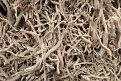 <b>�������ĺ�ɷ�������Щ?���ֺ�ɷ�����?</b>