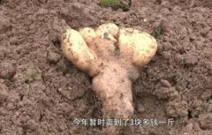 ��ֲ����ɽҩĶ��4000��һĶ�������Ԫ��