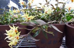 <b>�ɻ�������ֲʯ��,һ������1600Ԫ��</b>