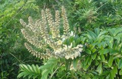 <b>�㶫ţ����ҩ��ţ����4���ռ�Ч�棬һĶ�������10��Ԫ��</b>