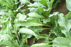 <b>ɳ������ֲ������,���ϵر䱦�ء�һ�ꡰ������һǧ����</b>