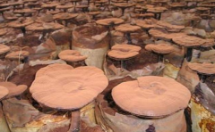 <b>��֥��δ�����?��֥������ϸ��������</b>