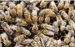 <b>����ΪʲôԽ��ǰ�۷��������ڳ�Ѩ�ſڣ���������?</b>