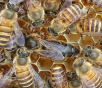 <b>����֪ʶ:˫��Ⱥ�Ĺ�������Ҫ��</b>