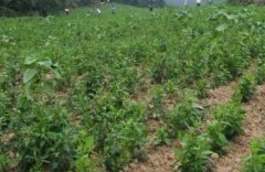 �������������׬Ǯ,һֻ���鼦�۸�ߴ�368Ԫ��