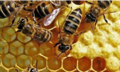 <b>����,Ӱ��������ѵ���������Щ?</b>