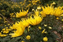 <b>���紴ҵ��ʲô��׬Ǯ���ջ���ֲһĶ����5000Ԫ��</b>