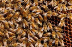 ����ʲôʱ��ַ��?�������շַ�ʱ����