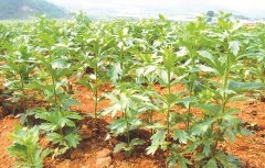 <b>������ֲҪ��Ч��ã���ЩҪ��Ҫ����!</b>