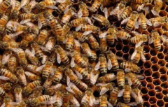 ����,��Ⱥ��μ��Ƣ��Ƣ?