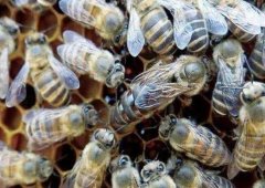 <b>����ؿ�����Ⱥ�ϲ��ķ�����ע������</b>