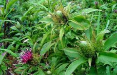 <b>��ֲ��ҩ�İ���Ķ��ֵ��6000Ԫ����ũ��������ƶ�ĺ���Ŀ��</b>