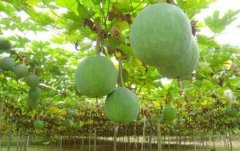 <b>������ֲ�г�ǰ���ɹۣ�Ķ������5000Ԫ��</b>