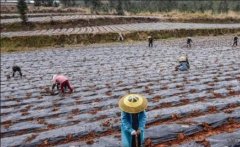 <b>������ֲĶ��ֵ��3000��Ԫ���ؿ�ũ���¸���·</b>