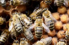 <b>��ô���۷�ι�ǣ���Ⱥι��ˮ����ȷ����</b>