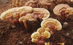 <b>��֥��ľ����ķ�������</b>