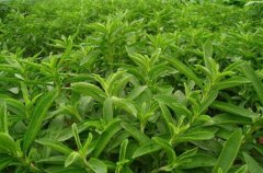 <b>��Ҷ����ֲһĶ�����2500Ԫ����ũ�������¸�����ɫ��ҵ</b>