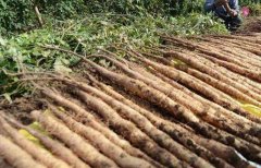 <b>ɽҩ«ͷ�������ӵ����ַ���</b>