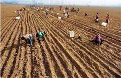 <b>ɽҩ��ֲ��Ҫע��ʲô</b>