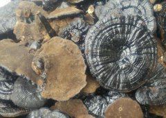 <b>�������أ���Ұ���������֥�ͳ���֥һ���ֵ������Ԫ��</b>