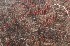 <b>�����ֲһĶ�صĳɱ��Ƕ��٣�</b>